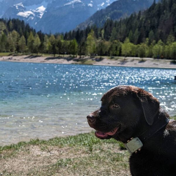 Dog in Slovenia