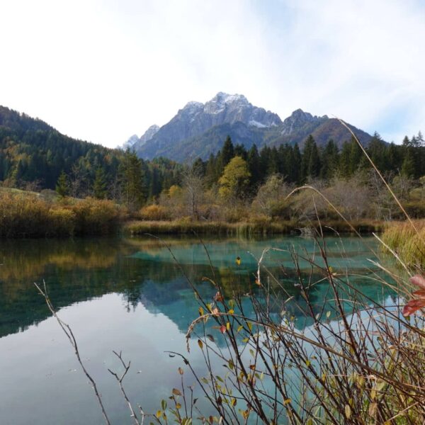 Zelenci lake