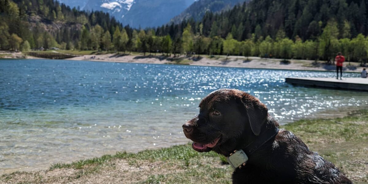 Dog in Slovenia