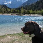 Travel with your dog in Slovenia