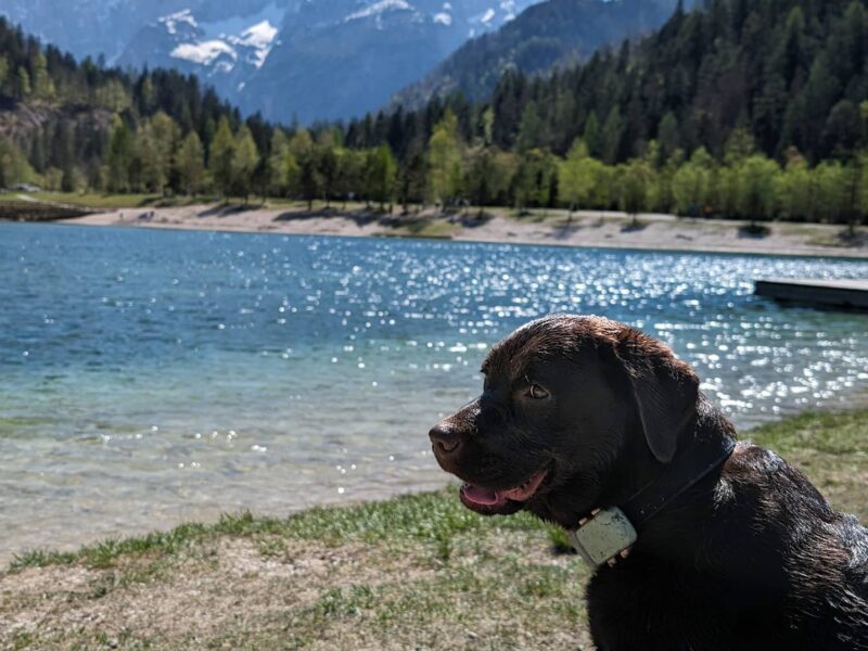Dog in Slovenia