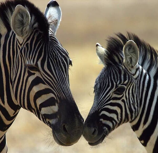 zebra at Ljubljana zoo