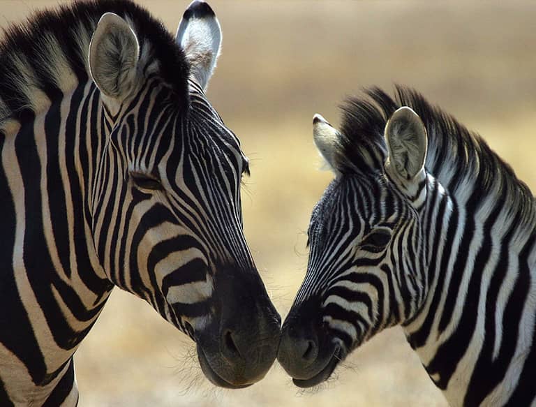 zebra at Ljubljana zoo
