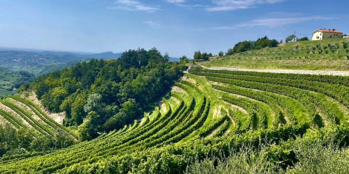 Vineyard in Brda Slovenia