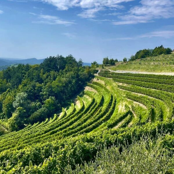 Vineyard in Brda Slovenia