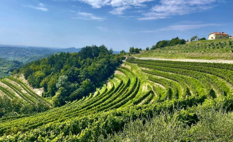 Vineyard in Brda Slovenia