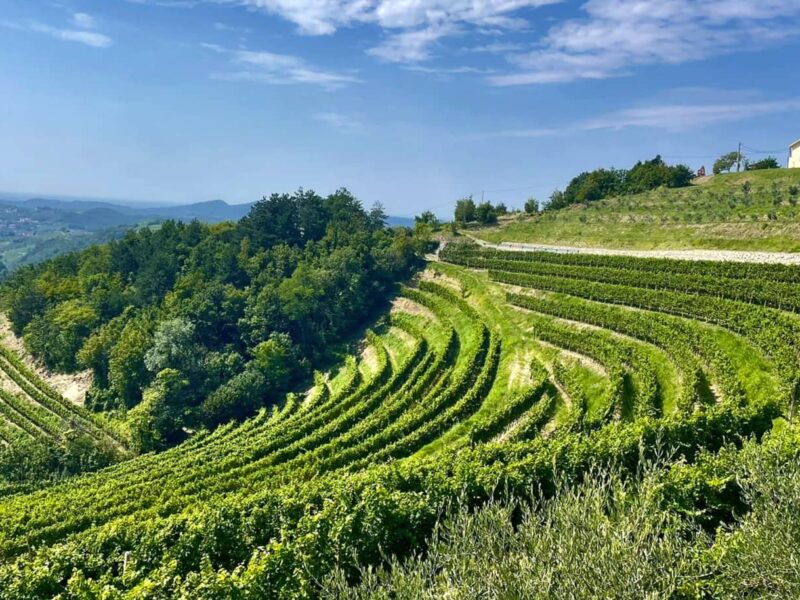 Vineyard in Brda Slovenia